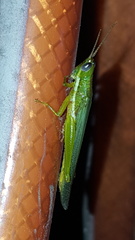 Stenacris vitreipennis