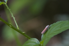 Bothrogonia ferruginea