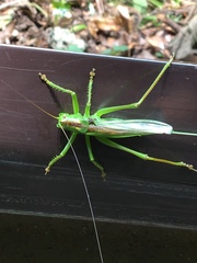 Tettigonia orientalis