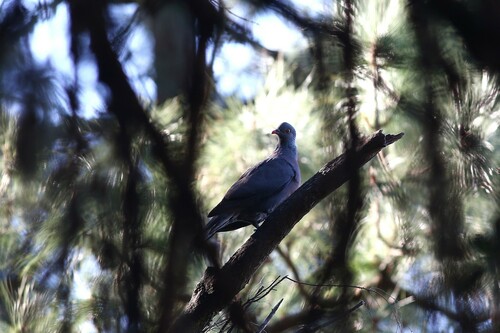 Paloma turqué (Columba bollii)