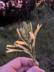 Oenothera clelandii
