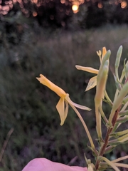 Oenothera clelandii