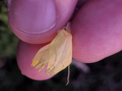 Oenothera clelandii