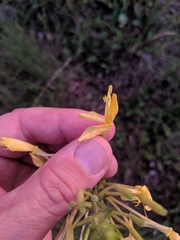 Oenothera clelandii