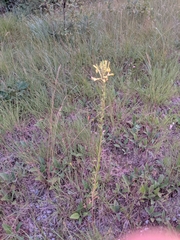 Oenothera clelandii