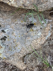 Monochamus sutor longulus