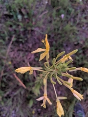 Oenothera clelandii
