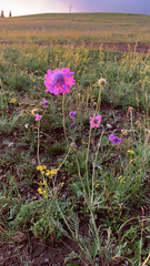 Scabiosa comosa