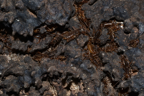 Xeniaria bicornis, 2023-04-29