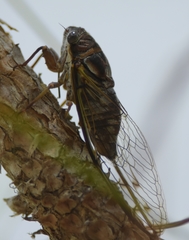 Diceroprocta olympusa