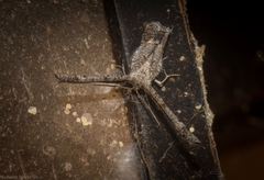 Phazaca interrupta