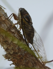 Diceroprocta olympusa