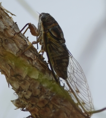 Diceroprocta olympusa