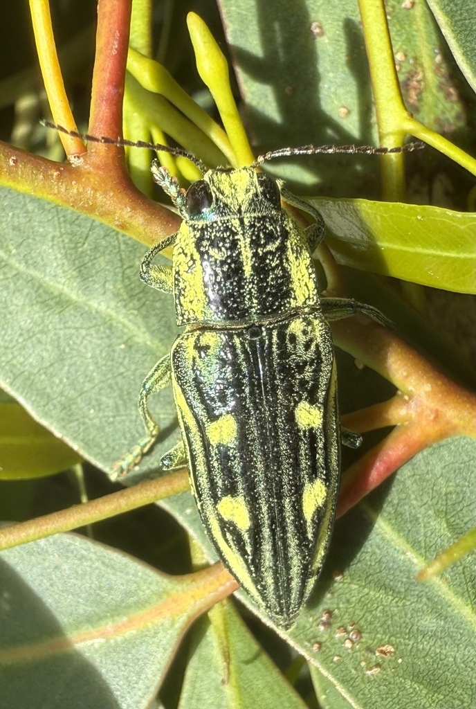 Chalcophorotaenia cerata