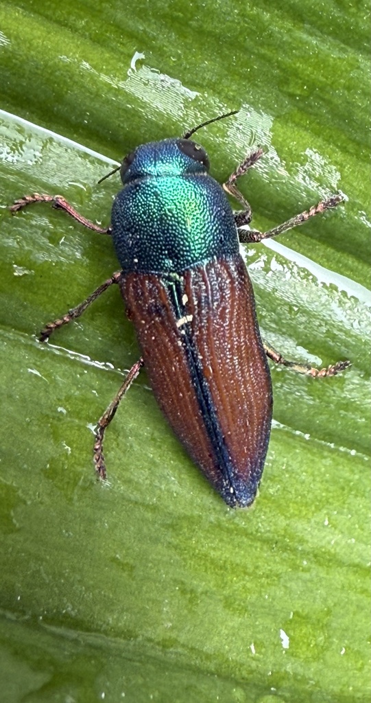 Bubastes flavocaerulea