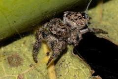 Metaphidippus albopilosus