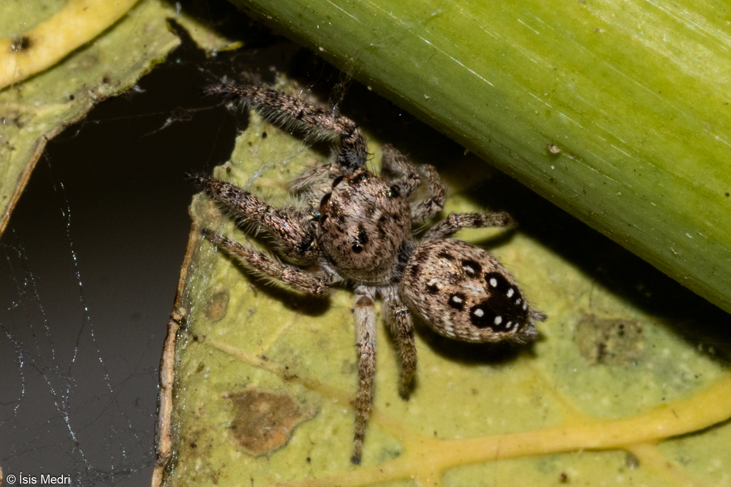 Metaphidippus