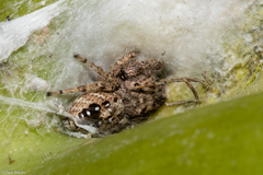 Metaphidippus albopilosus