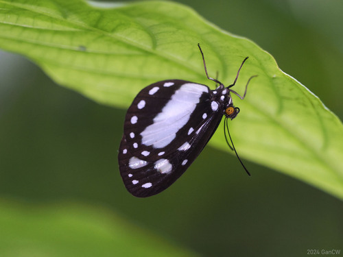 Tellervo nedusia