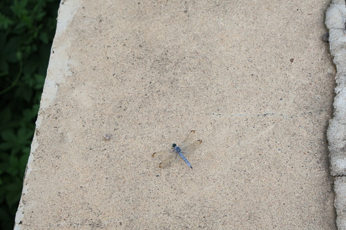 Orthetrum lineostigma