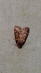 Aglossa