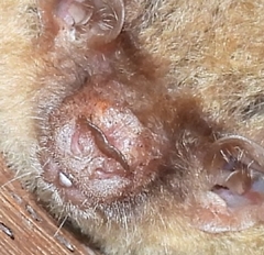 Pallid Long-Eared Bat photo 2