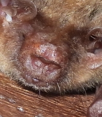 Pallid Long-Eared Bat photo 3