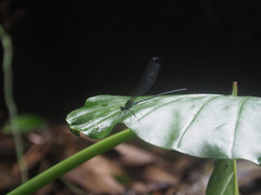 Psolodesmus mandarinus dorothea