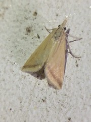 Microtheoris