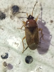 Valtissius distinctus