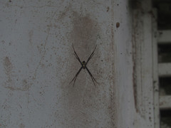 Argiope aetheroides