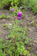 Astragalus davuricus