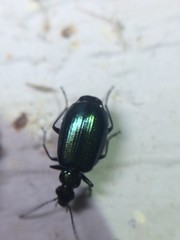 Lebia viridis