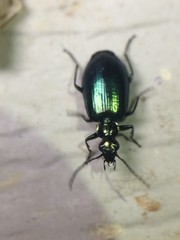 Lebia viridis