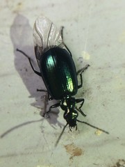 Lebia viridis