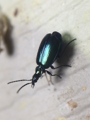 Lebia viridis