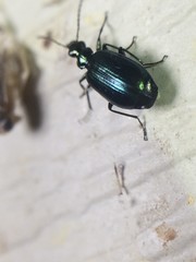 Lebia viridis