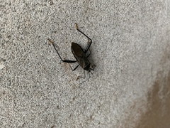 Notobitus