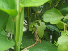 Takydromus kuehnei