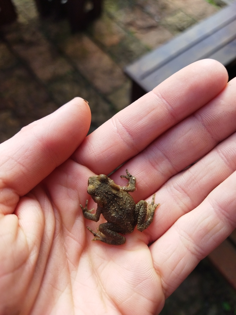 Taiwan common toad from 604 taiwan chiayi county zhuqi township 142