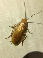 Shelfordella lateralis