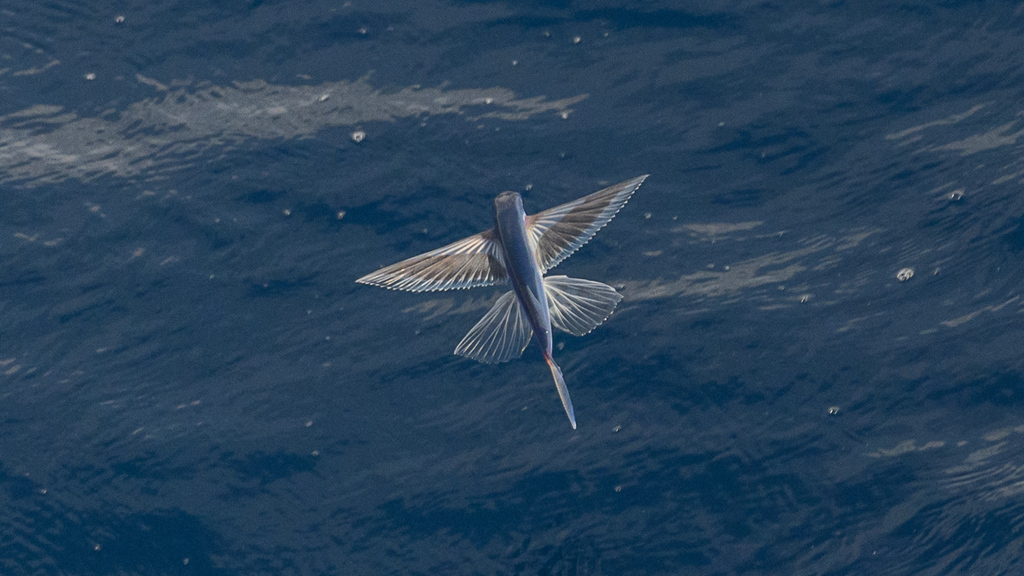 Spotfin flyingfish