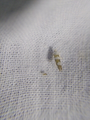 Argyresthia brockeella