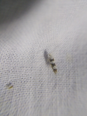 Argyresthia brockeella