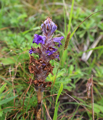 Orobanche coerulescens