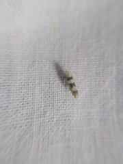 Argyresthia brockeella