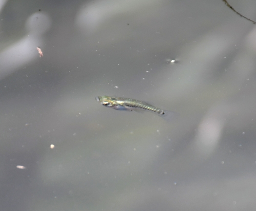 Broadspotted molly (Poecilia latipunctata) — Poeciliidae