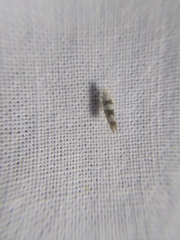 Argyresthia brockeella