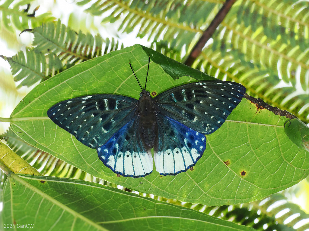Dichorragia ninus