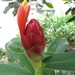 Costus spiralis - Photo (c) Dave Skinner, some rights reserved (CC BY-NC), uploaded by Dave Skinner
